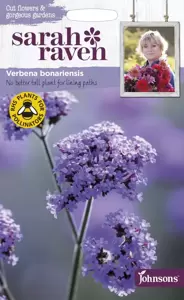 Verbena bonariensis - image 1