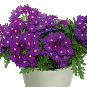 Verbena 'Drums Blue'
