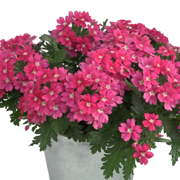 Verbena 'Drums Pink'
