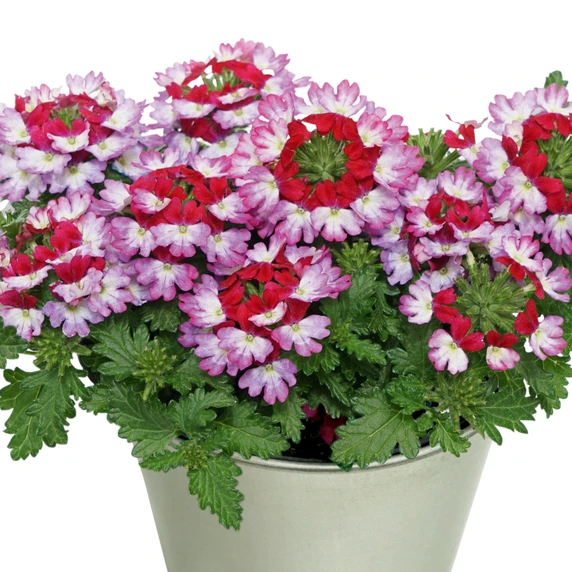 Verbena 'Drums Purple Red'