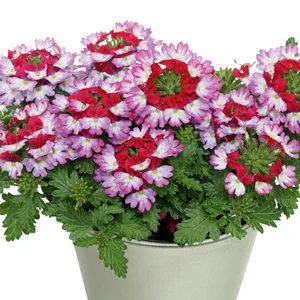 Verbena 'Drums Purple Red'