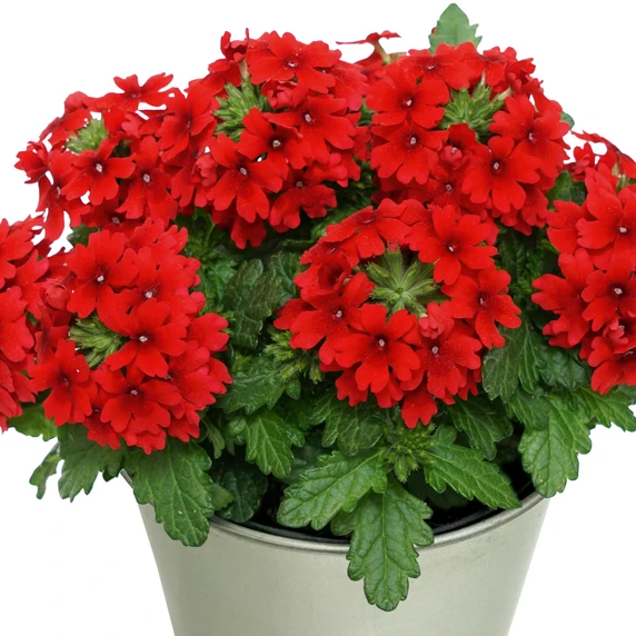 Verbena 'Drums Red'