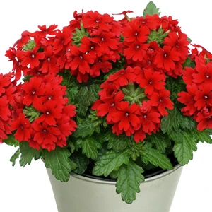 Verbena 'Drums Red'