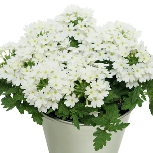 Verbena 'Drums White'