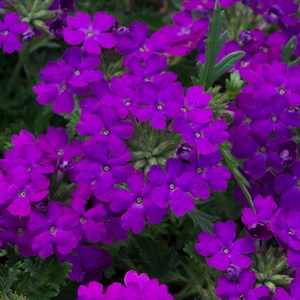 Picture - Ball Horticultural