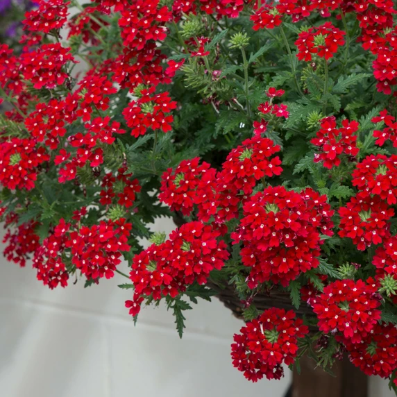 Picture - Ball Horticultural