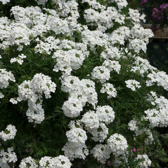 Picture - Ball Horticultural