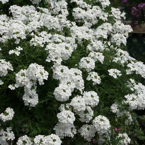 Picture - Ball Horticultural