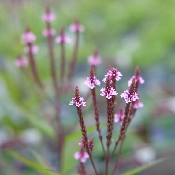 Verbena hastata f. rosea