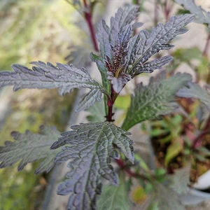 Image Credit: Genesis Plant Marketing Ltd