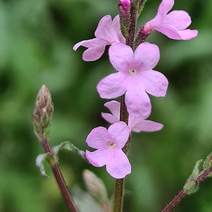 Image Credit: Genesis Plant Marketing Ltd