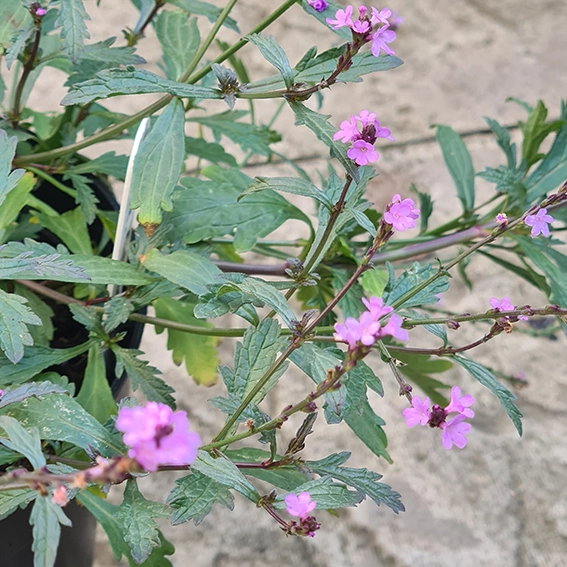 Image Credit: Genesis Plant Marketing Ltd