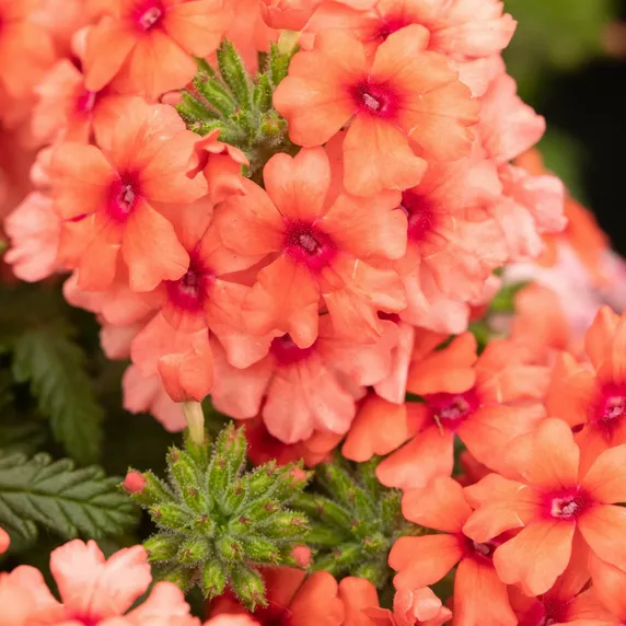 Verbena 'Lobsterfest'
