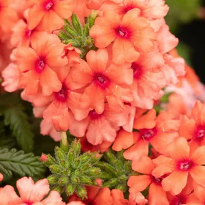 Verbena 'Lobsterfest'