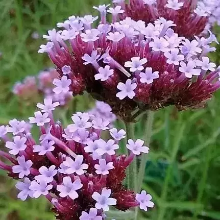 Verbena bonariensis 'Lollipop' 1L