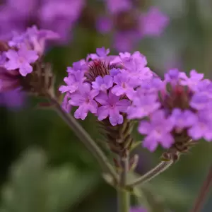 Picture Credit - Ball Horticultural Company