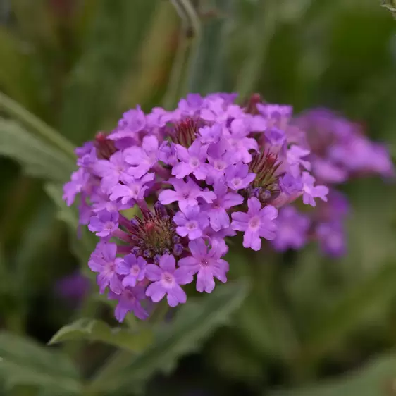 Picture Credit - Ball Horticultural Company