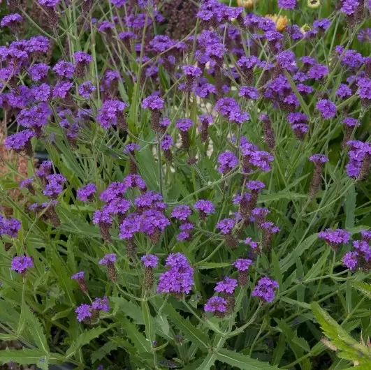 Picture Credit - Ball Horticultural Company