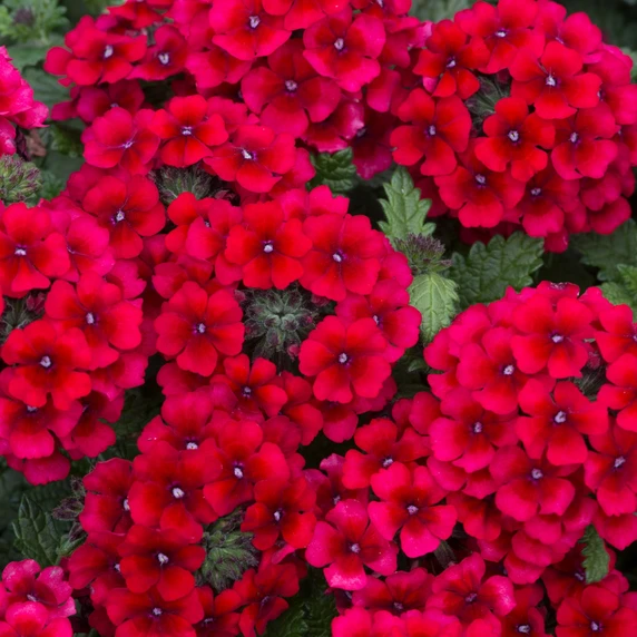 Picture - Ball Horticultural