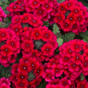 Picture - Ball Horticultural