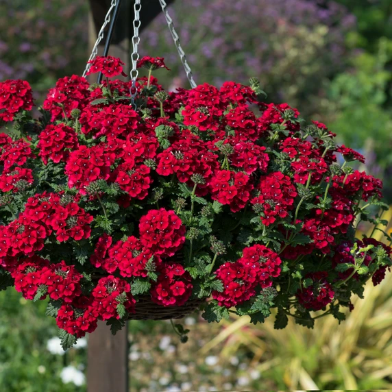 Picture - Ball Horticultural