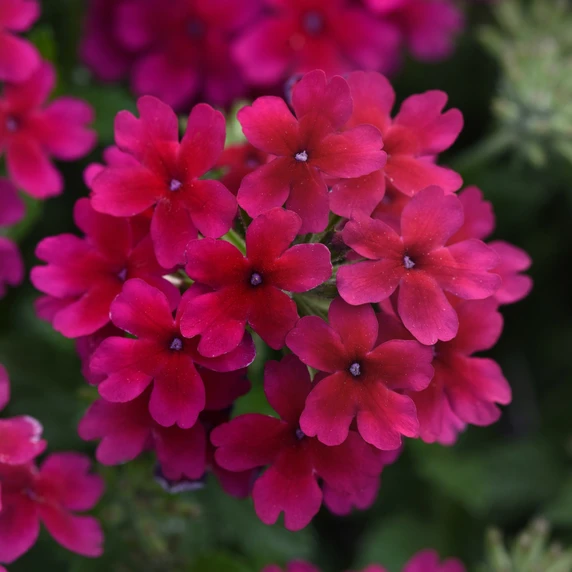 Verbena 'Showboat Grape'