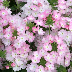 Picture - Ball Horticultural