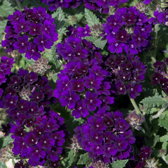 Picture - Ball Horticultural