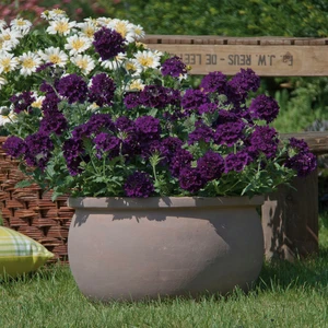 Picture - Ball Horticultural