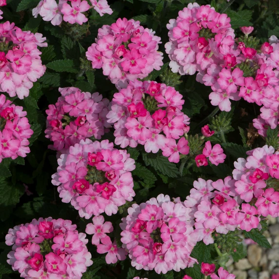 Picture - Ball Horticultural