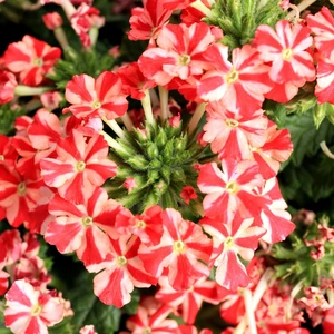 Image Credit: Ball Horticultural Company