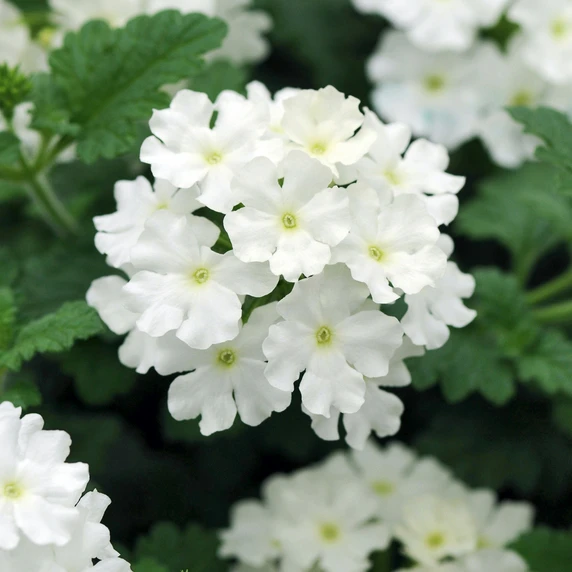 Picture - Ball Horticultural