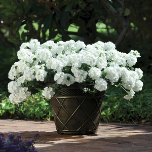 Picture - Ball Horticultural