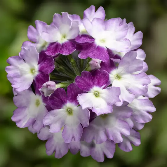 Image Credit: Syngenta Flowers