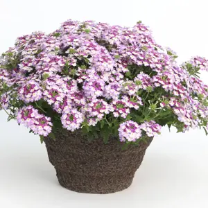 Image Credit: Syngenta Flowers