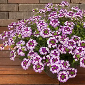 Image Credit: Syngenta Flowers