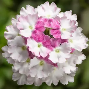Verbena 'Twister Pink' - image 1