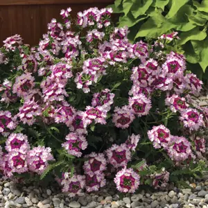 Verbena 'Twister Pink' - image 2