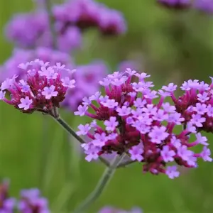 Verbena bonariensis 'Vanity' 3L