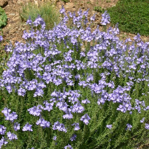 Picture - Kernock Park Plants