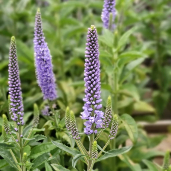Veronica spicata 'Candela Blue'