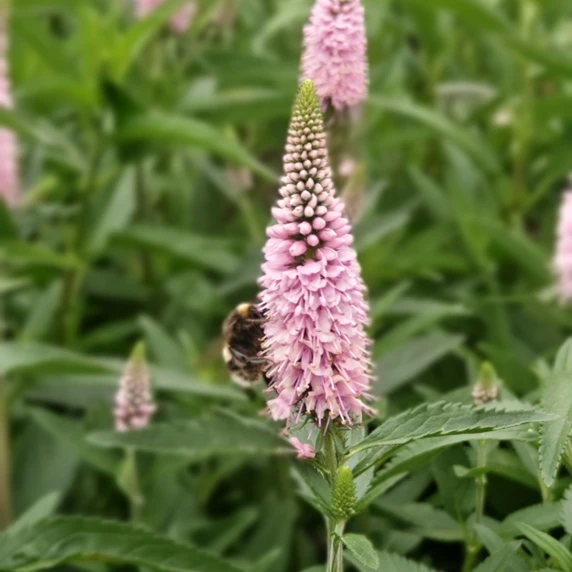 Veronica spicata 'Candela Pink'