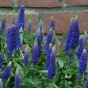 Picture Credit - Ball Horticultural Company