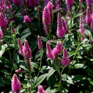 Picture Credit - Ball Horticultural Company