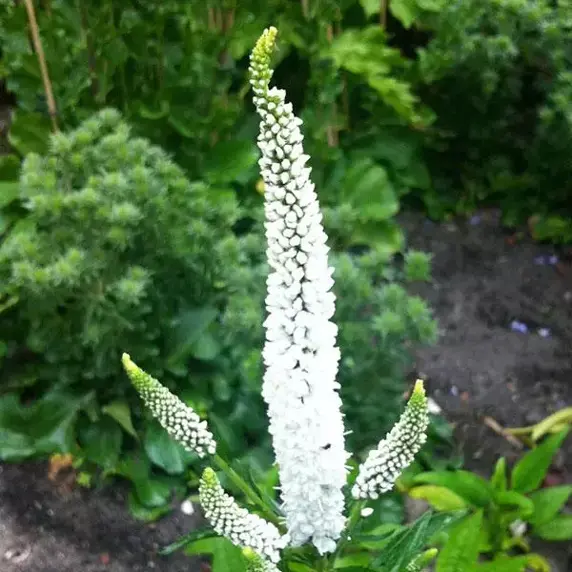 Picture Credit - Ball Horticultural Company