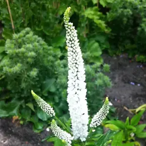 Veronica 'First Lady' 1L