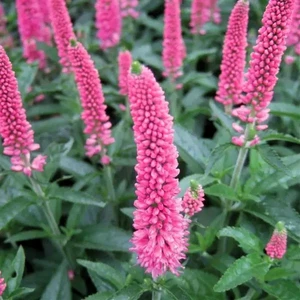 Picture Credit - Ball Horticultural Company