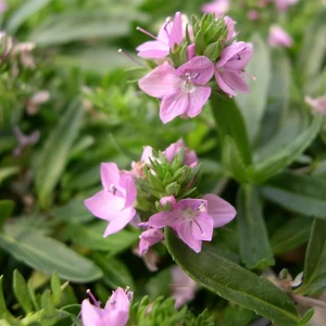 Picture - Kernock Park Plants