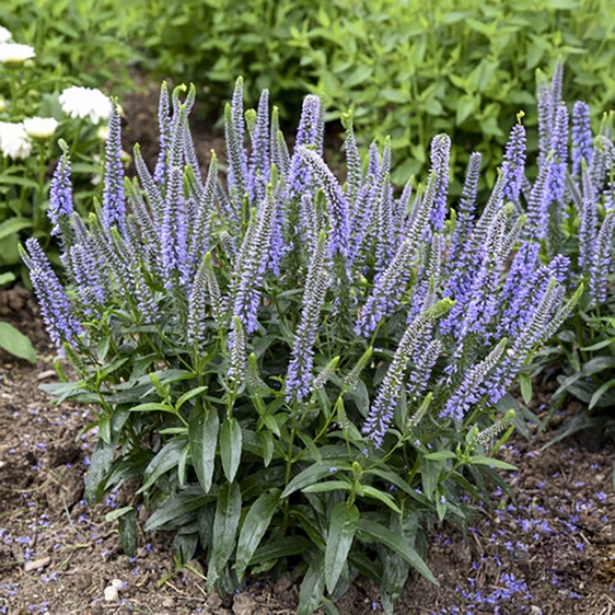 Picture - Kernock Park Plants Ltd.