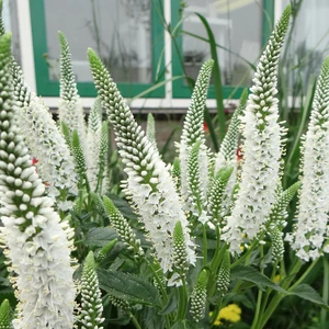 Veronica longifolia 'Melanie White'